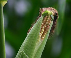 Maize (corn) is one of many GMO foods grown in the US today.