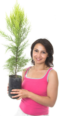 Strat your Green Christmas by buying a Christmas tree in a pot, it can grow as your family does and is waste free!