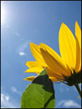 The cost of solar panels is gradually becoming more affordable and government rebates exist as an incentive for homes to go solar.