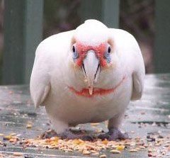 The easiest way to preserve our native birds and their habitats is to recycle paper products and ALWAYS buy recycled paper products too.